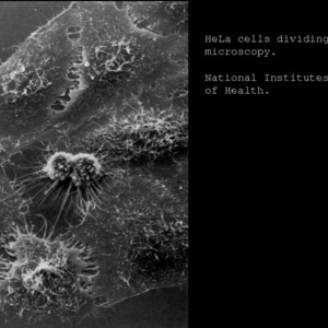 3.1_HeLa Cells  (Images).pdf